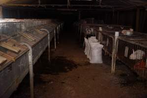 Rabbit farming at Glencroft Farm TAS - 'Tasmanian Fresh Farmed Rabbits' - Captured at Tasmanian Fresh Farmed Rabbits (Glencroft Farm), Penguin TAS Australia.