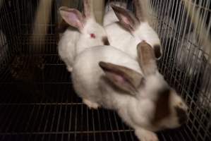 Rabbit farming at Glencroft Farm TAS - 'Tasmanian Fresh Farmed Rabbits' - Captured at Tasmanian Fresh Farmed Rabbits (Glencroft Farm), Penguin TAS Australia.