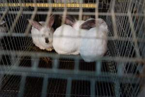 Rabbit farming at Glencroft Farm TAS - 'Tasmanian Fresh Farmed Rabbits' - Captured at Tasmanian Fresh Farmed Rabbits (Glencroft Farm), Penguin TAS Australia.