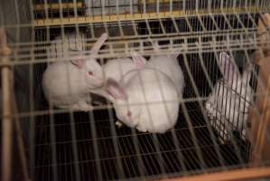 Rabbit farming at Glencroft Farm TAS - 'Tasmanian Fresh Farmed Rabbits' - Captured at Tasmanian Fresh Farmed Rabbits (Glencroft Farm), Penguin TAS Australia.