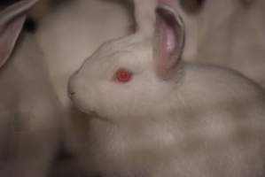 Rabbit farming at Glencroft Farm TAS - 'Tasmanian Fresh Farmed Rabbits' - Captured at Tasmanian Fresh Farmed Rabbits (Glencroft Farm), Penguin TAS Australia.