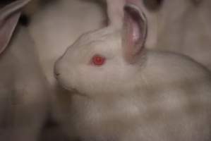 Rabbit farming at Glencroft Farm TAS - 'Tasmanian Fresh Farmed Rabbits' - Captured at Tasmanian Fresh Farmed Rabbits (Glencroft Farm), Penguin TAS Australia.