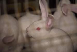 Rabbit farming at Glencroft Farm TAS - 'Tasmanian Fresh Farmed Rabbits' - Captured at Tasmanian Fresh Farmed Rabbits (Glencroft Farm), Penguin TAS Australia.