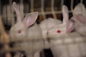 Rabbit farming at Glencroft Farm TAS - 'Tasmanian Fresh Farmed Rabbits' - Captured at Tasmanian Fresh Farmed Rabbits (Glencroft Farm), Penguin TAS Australia.