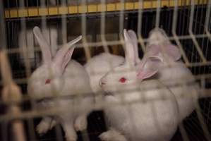 Rabbit farming at Glencroft Farm TAS - 'Tasmanian Fresh Farmed Rabbits' - Captured at Tasmanian Fresh Farmed Rabbits (Glencroft Farm), Penguin TAS Australia.