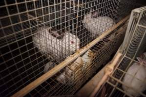 Rabbit farming at Glencroft Farm TAS - 'Tasmanian Fresh Farmed Rabbits' - Captured at Tasmanian Fresh Farmed Rabbits (Glencroft Farm), Penguin TAS Australia.