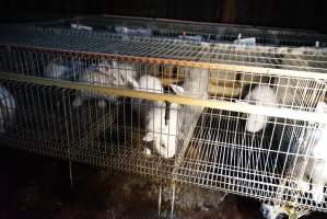 Rabbit farming at Glencroft Farm TAS - 'Tasmanian Fresh Farmed Rabbits' - Captured at Tasmanian Fresh Farmed Rabbits (Glencroft Farm), Penguin TAS Australia.