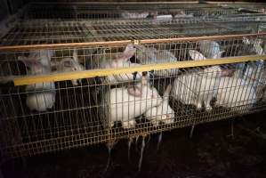 Rabbit farming at Glencroft Farm TAS - 'Tasmanian Fresh Farmed Rabbits' - Captured at Tasmanian Fresh Farmed Rabbits (Glencroft Farm), Penguin TAS Australia.