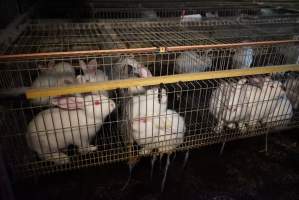 Rabbit farming at Glencroft Farm TAS - 'Tasmanian Fresh Farmed Rabbits' - Captured at Tasmanian Fresh Farmed Rabbits (Glencroft Farm), Penguin TAS Australia.