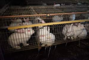 Rabbit farming at Glencroft Farm TAS - 'Tasmanian Fresh Farmed Rabbits' - Captured at Tasmanian Fresh Farmed Rabbits (Glencroft Farm), Penguin TAS Australia.