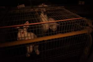 Rabbit farming at Glencroft Farm TAS - 'Tasmanian Fresh Farmed Rabbits' - Captured at Tasmanian Fresh Farmed Rabbits (Glencroft Farm), Penguin TAS Australia.