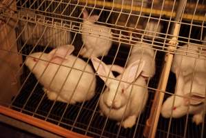 Rabbit farming at Glencroft Farm TAS - 'Tasmanian Fresh Farmed Rabbits' - Captured at Tasmanian Fresh Farmed Rabbits (Glencroft Farm), Penguin TAS Australia.