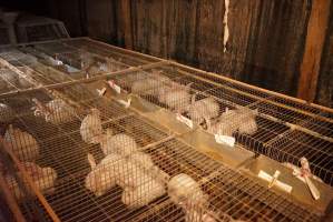 Rabbit farming at Glencroft Farm TAS - 'Tasmanian Fresh Farmed Rabbits' - Captured at Tasmanian Fresh Farmed Rabbits (Glencroft Farm), Penguin TAS Australia.