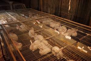 Rabbit farming at Glencroft Farm TAS - 'Tasmanian Fresh Farmed Rabbits' - Captured at Tasmanian Fresh Farmed Rabbits (Glencroft Farm), Penguin TAS Australia.