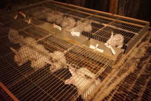 Rabbit farming at Glencroft Farm TAS - 'Tasmanian Fresh Farmed Rabbits' - Captured at Tasmanian Fresh Farmed Rabbits (Glencroft Farm), Penguin TAS Australia.