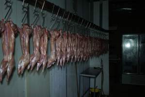 Slaughtered and skinned rabbits hanging in home slaughterhouse - 'Tasmanian Fresh Farmed Rabbits' - Captured at Tasmanian Fresh Farmed Rabbits (Glencroft Farm), Penguin TAS Australia.