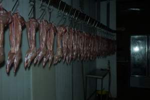 Slaughtered and skinned rabbits hanging in home slaughterhouse - 'Tasmanian Fresh Farmed Rabbits' - Captured at Tasmanian Fresh Farmed Rabbits (Glencroft Farm), Penguin TAS Australia.