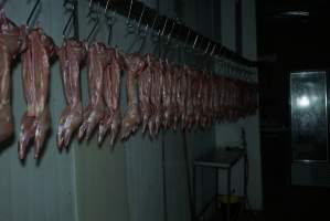 Slaughtered and skinned rabbits hanging in home slaughterhouse - 'Tasmanian Fresh Farmed Rabbits' - Captured at Tasmanian Fresh Farmed Rabbits (Glencroft Farm), Penguin TAS Australia.