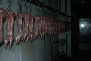 Slaughtered and skinned rabbits hanging in home slaughterhouse - 'Tasmanian Fresh Farmed Rabbits' - Captured at Tasmanian Fresh Farmed Rabbits (Glencroft Farm), Penguin TAS Australia.