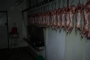 Slaughtered and skinned rabbits hanging in home slaughterhouse - 'Tasmanian Fresh Farmed Rabbits' - Captured at Tasmanian Fresh Farmed Rabbits (Glencroft Farm), Penguin TAS Australia.