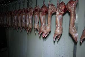 Slaughtered and skinned rabbits hanging in home slaughterhouse - 'Tasmanian Fresh Farmed Rabbits' - Captured at Tasmanian Fresh Farmed Rabbits (Glencroft Farm), Penguin TAS Australia.