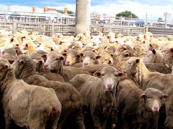 Sheep at Ballarat Saleyards - Sheep at Ballarat Saleyards - Captured at Ballarat Saleyards, Ballarat VIC.