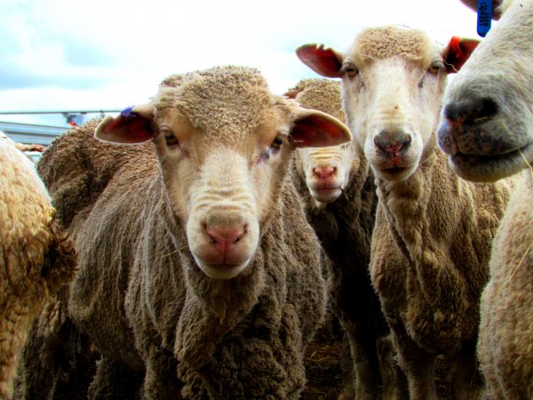 Sheep at Ballarat Saleyards - Sheep at Ballarat Saleyards - Captured at Ballarat Saleyards, Ballarat VIC.