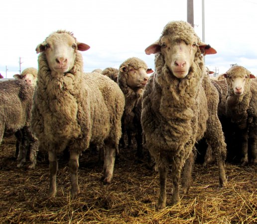 Sheep at Ballarat Saleyards - Sheep at Ballarat Saleyards - Captured at Ballarat Saleyards, Ballarat VIC.