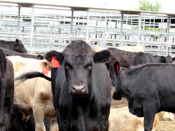 Cows at Ballarat Saleyards - Cows at Ballarat Saleyards - Captured at Ballarat Saleyards, Ballarat VIC.