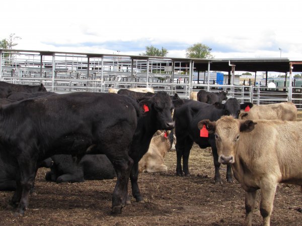 Cows at Ballarat Saleyards - Cows at Ballarat Saleyards - Captured at Ballarat Saleyards, Ballarat VIC.