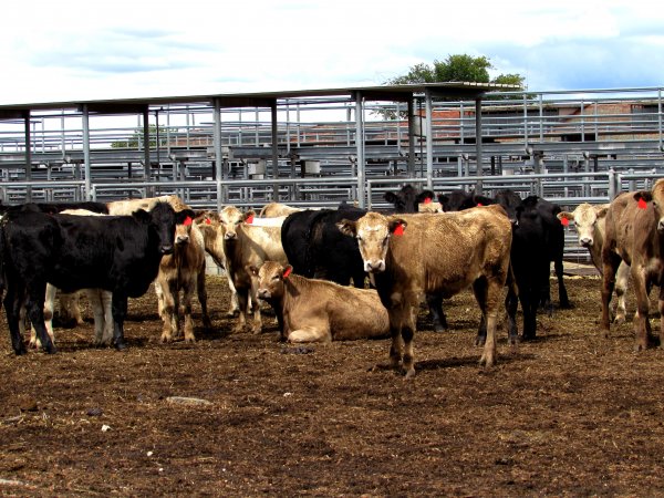 Cows at Ballarat Saleyards - Cows at Ballarat Saleyards - Captured at Ballarat Saleyards, Ballarat VIC.