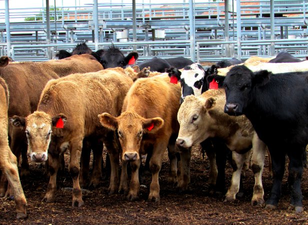 Cows at Ballarat Saleyards - Cows at Ballarat Saleyards - Captured at Ballarat Saleyards, Ballarat VIC.