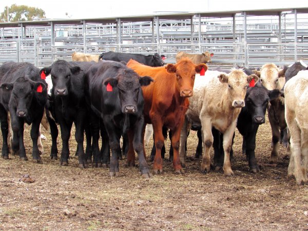 Cows at Ballarat Saleyards - Cows at Ballarat Saleyards - Captured at Ballarat Saleyards, Ballarat VIC.