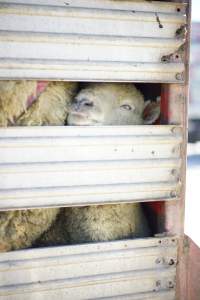 Sheep in transport truck - Captured at VIC.