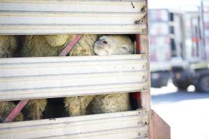 Sheep in transport truck - Captured at VIC.