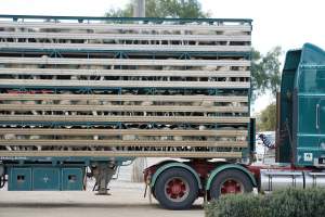 Sheep in transport truck - Captured at VIC.