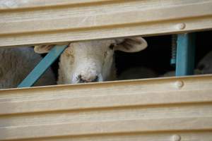 Sheep in transport truck - Captured at VIC.