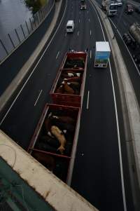 Cattle in truck on highway - Captured at VIC.