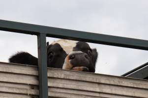 Cattle in truck on highway - Captured at VIC.