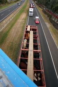 Cattle in truck on highway - Captured at VIC.