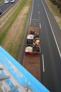 Cow skins in truck on highway - Captured at VIC.
