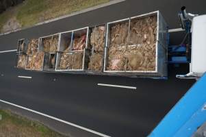 Sheep skins in truck on highway - Captured at VIC.