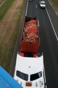 Bones and waste material from slaughterhouse for rendering - Captured at VIC.