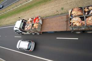 Cow skins on truck - Captured at VIC.