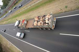 Cow skins on truck - Captured at VIC.