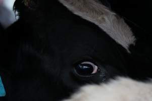 Cattle truck on highway - Captured at VIC.