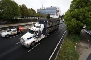 Cattle truck on highway - Captured at VIC.