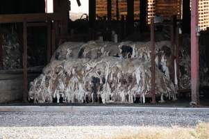 Pallets of sheep skins - Captured at VIC.