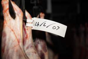 Cradoc Hill Abattoir - Huon Valley Meat Co - Captured at Skyview Processing Abattoir, Cygnet TAS Australia.