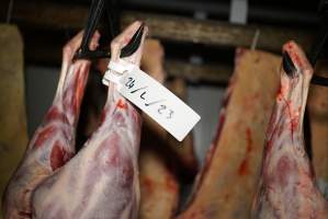 Cradoc Hill Abattoir - Huon Valley Meat Co - Captured at Skyview Processing Abattoir, Cygnet TAS Australia.